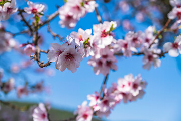 Fototapeta na wymiar Almond blossoms against the blue sky near Edenkoben/Germany in Rhineland-Palatinate