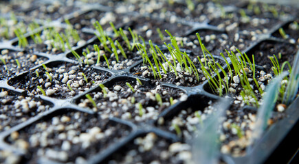 Allium family seedling tray with onion, leek, chives, shallots and garlic chives.