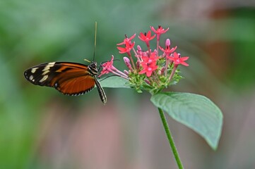 Butterfly gathering pollen from a tobacco flower