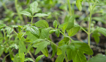 Tomato seedlings growing in a plastic multitray on a sunny windowsill.