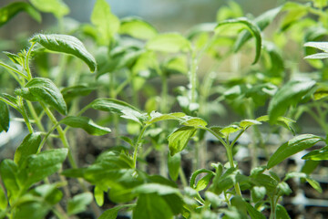 Tomato seedlings growing in a plastic multitray on a sunny windowsill.