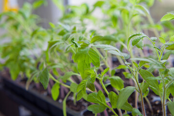 Tomato seedlings growing in a plastic multitray on a sunny windowsill.