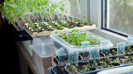 Strewberry plants grown from seeds on the windowsill in the house.