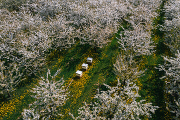 Blooming apple trees in garden. aerial view of apple orchard. Flowering orchard in spring time.