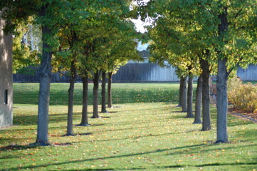 symmetrical trees in the park