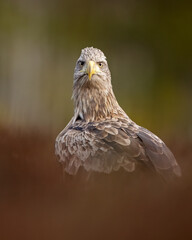 Majestic eagle portrait in the bog scenery