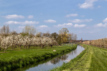 Fototapeta na wymiar Flowering fruit trees with the church tower of the town of Buren in the Betuwe in the background.
