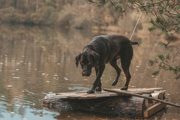 labrador dog in nature at the lake
