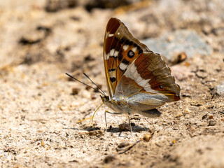 Purple Emperor Butterfly Feeding on the Ground