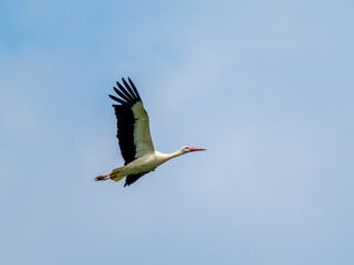 White Stork Flying in the Sky