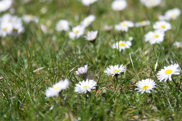 Wild daisy flowers in green grass close up