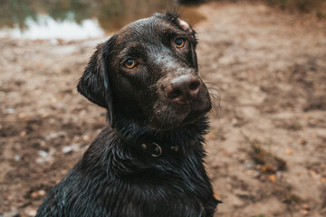 labrador dog in nature at the lake