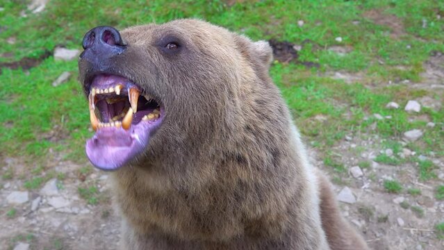 The bear prepares to attack shows its Jaw with teeth and is ready to attack. slow motion