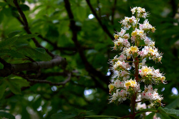 Close-up chestnut flowers, flowering chestnut tree in spring.