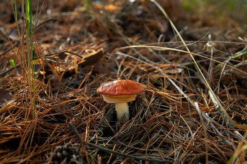 Edible mushroom close-up. Oiler mushroom in the forest.