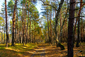 Fototapeta premium Road in the autumn forest on a sunny day.