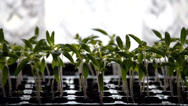 tomato seedlings in black cassette, movement of amera. planters in black cassette tomatoes. High quality FullHD footage