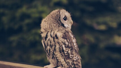 An owl on a city street in the evening waiting for tourists.
