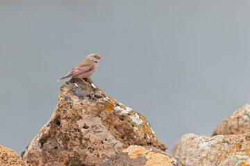 A trumpeter finch (Bucanetes githagineus) perched on rock in the rocky landscape of Fuerteventura Spain.