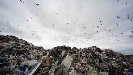 Seagulls circling over the landfill outside the city.