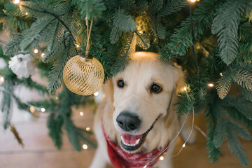 Golden Retriever in a country house at Christmas against the backdrop of a Christmas tree with toys...