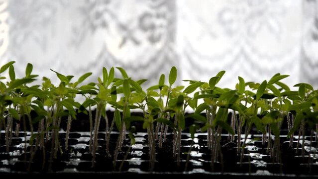 tomato seedlings in black cassette, movement of amera. planters in black cassette tomatoes. High quality FullHD footage