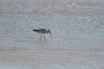 Sandpiper eating worm