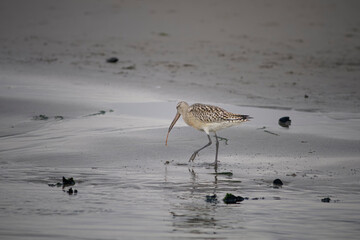 Sandpiper eating worm