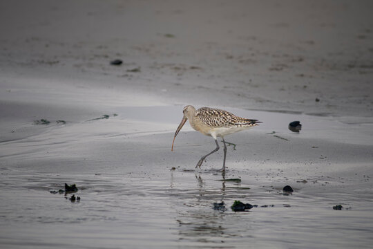 Sandpiper eating worm