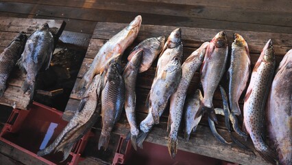 A variety of river fish from the Amur River on the fisherman's table.
