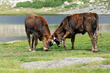 Duo de vaches sauvages aux abords d'un lac de montagne