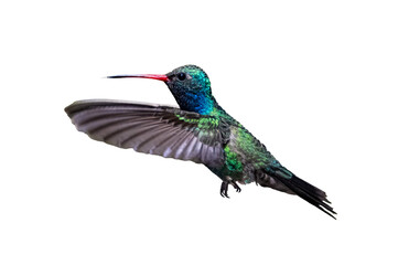 Broad-Billed Hummingbird (Cynanthus latirostris) Photo, in Flight With Tongue out, on a Transparent Background - 573624332