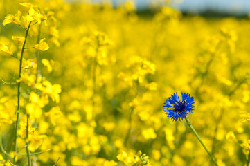 Rapeseed Field With Bright Blue Cornflower in Yellow Background. Shallow Depth Of Field.