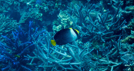 A Vermiculated angelfish (Chaetodontoplus mesoleucus) swimming with coral reef as the background.