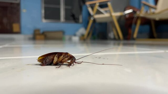 Cockroach is dying on the ground inside home close up shot. Female hand using white tissue paper to squeeze and pick up the cockroach body. Animal concept