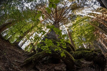 Beautiful background of forest trees seen from below