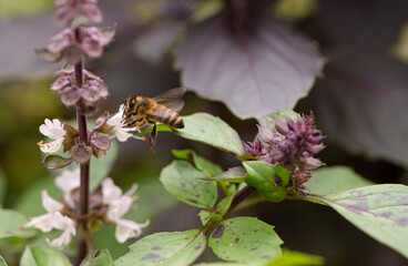 Une abeille butine des fleurs de basilic pourpre 