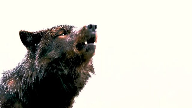 Canadian wolf howls on a white screen