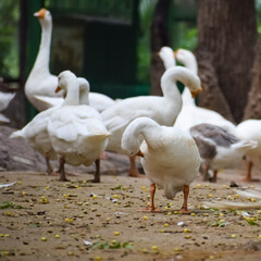 Close up White ducks inside Lodhi Garden Delhi India, see the details and expressions of ducks during evening time