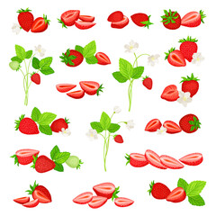 Delicious Fresh Strawberry Berries on Green Stem Big Vector Set