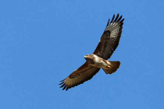 Buse variable en vol plan&eacute; dans le ciel bleu