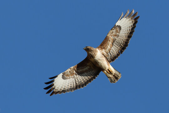 Buse Variable En Vol Plané Dans Le Ciel Bleu