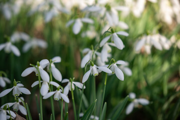 Beautiful first flowers snowdrops in spring forest.  The arrival of spring. 
