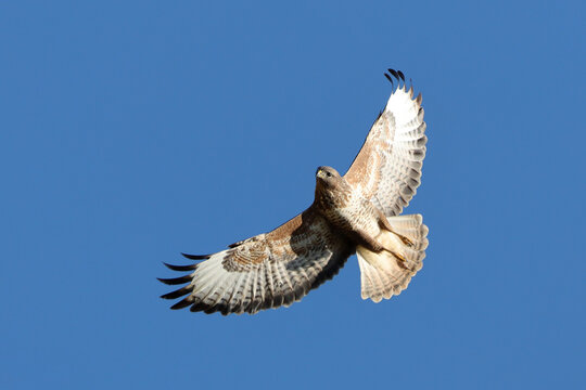 Buse variable en volte face dans le ciel bleu