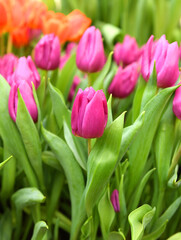 Purple Prince Triumph Tulips, rich purple color and slightly scalloped edges of petals give this tulip added deminision