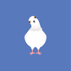 Funny white pigeon standing tilting head front view flat style