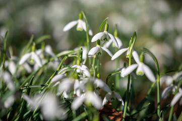 Beautiful first flowers snowdrops in spring forest.  The arrival of spring. 