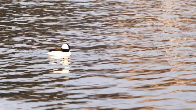 Bufflehead male swimming in the lake. When it turns toward the sun, the neck and head feathers reflect beautiful iridescent rainbow colors