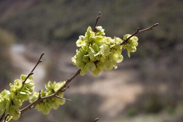 Yellow flower on the road