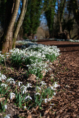 Beautiful first flowers snowdrops in spring forest.  The arrival of spring. Scenic view of the spring forest with blooming flowers